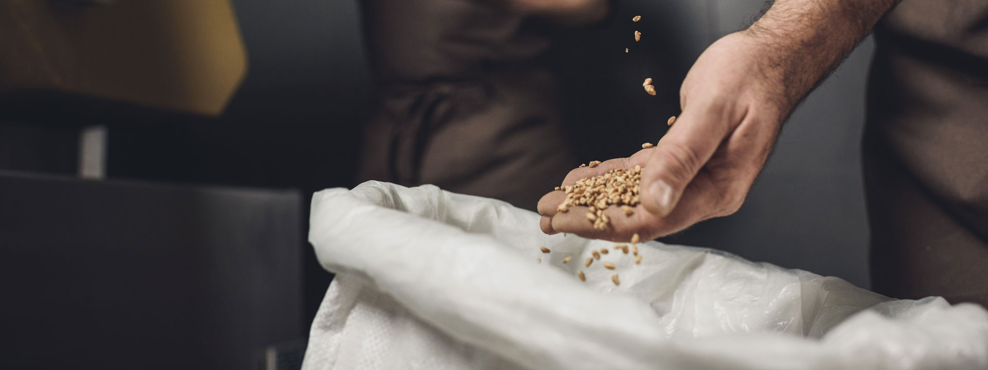 Brewery worker inspecting grains