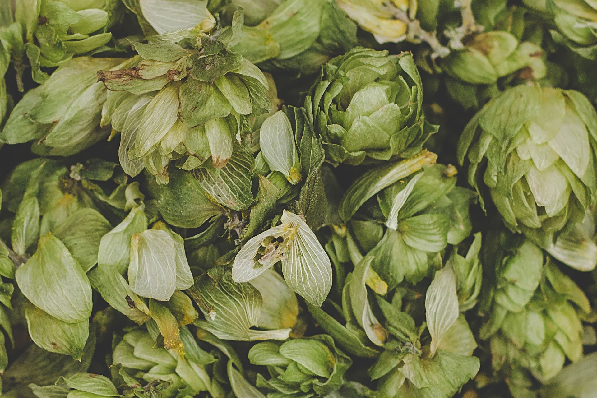 Green hops for beer. Man holding green hop cones