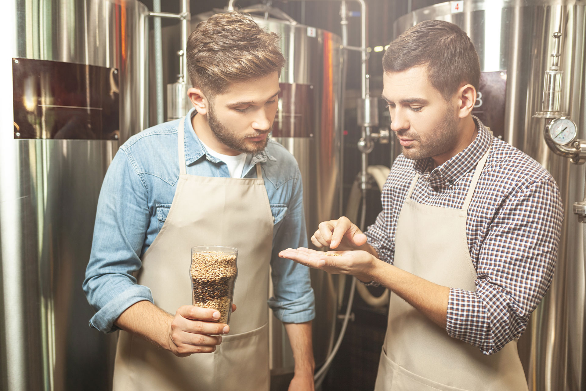 brewers looking at hop grains for beer production